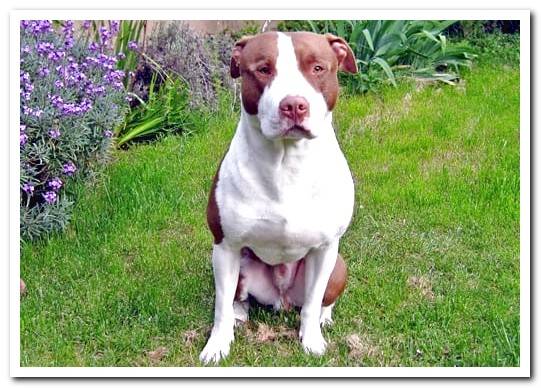 Torso of a Pitbull