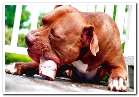 Adult pit bull eating