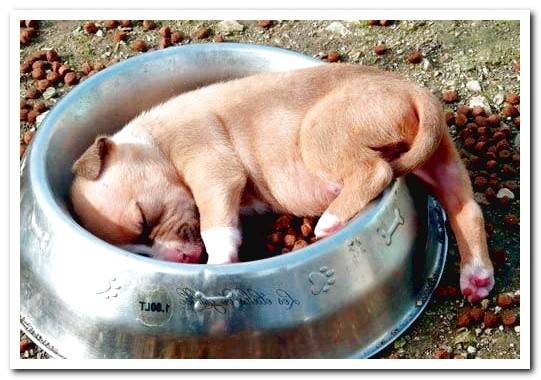 pitbull puppy eating