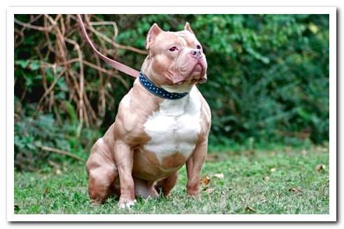 adult pit bull dog