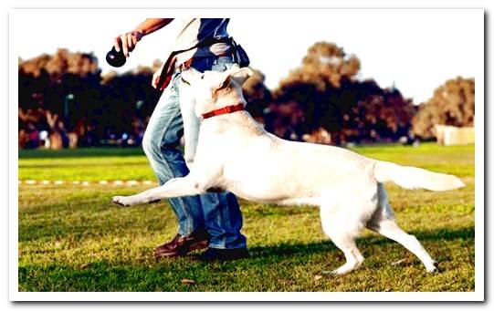 play with dog on the street