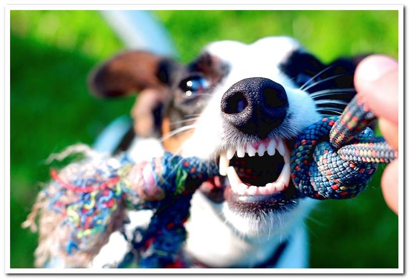 playing-with-our-dog-the-tug-of-war