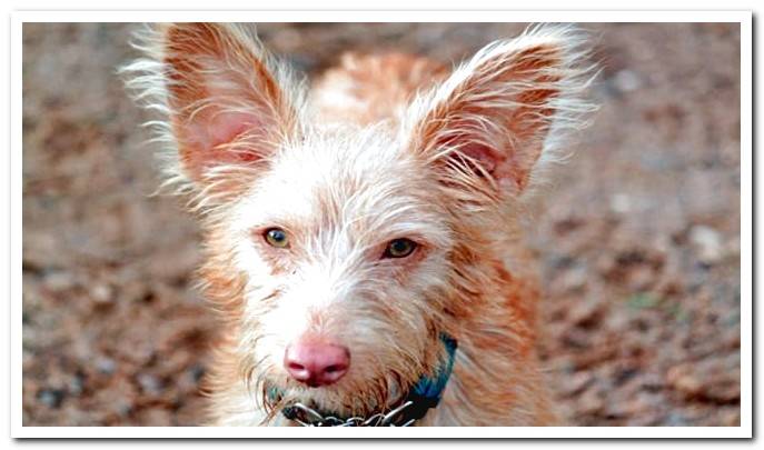 podenco portugues