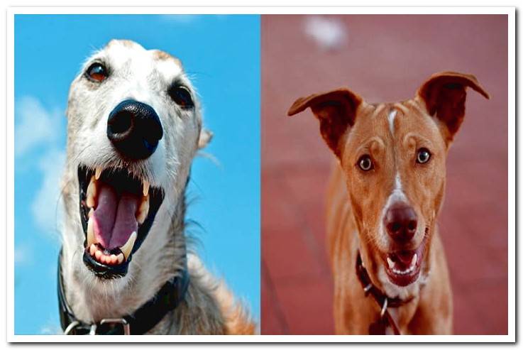 podenco-vs-galgo