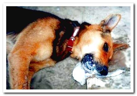 My dog ​​vomits: Find out the main causes and how to act!