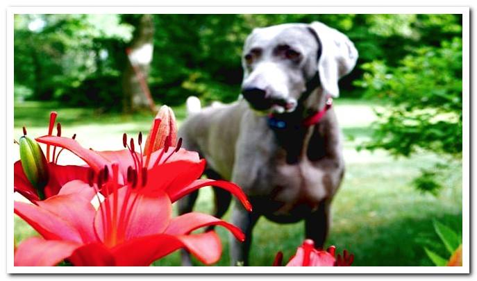 poisonous plants for dogs