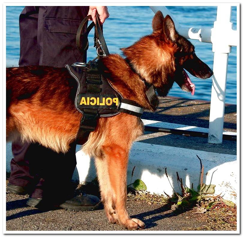 dog-police-walking