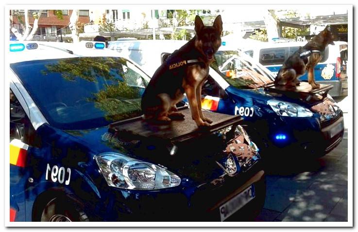 police-dogs-on-the-police-car