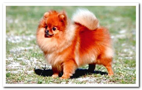 pomeranian