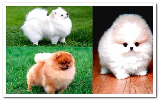 pomeranian lulu dogs