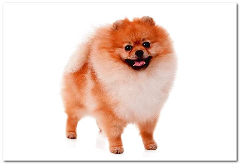 pomeranian-toy