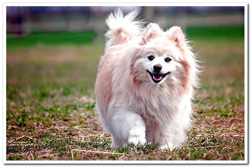 pomeranian