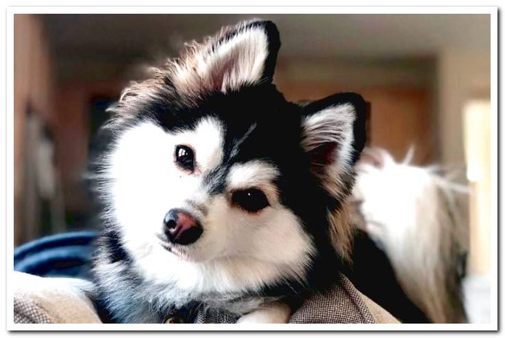 dog-pomsky