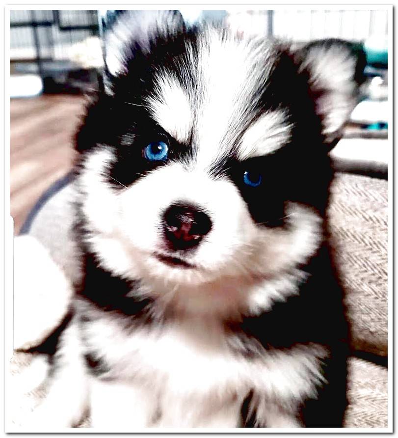 puppy-of-pomsky-dogs