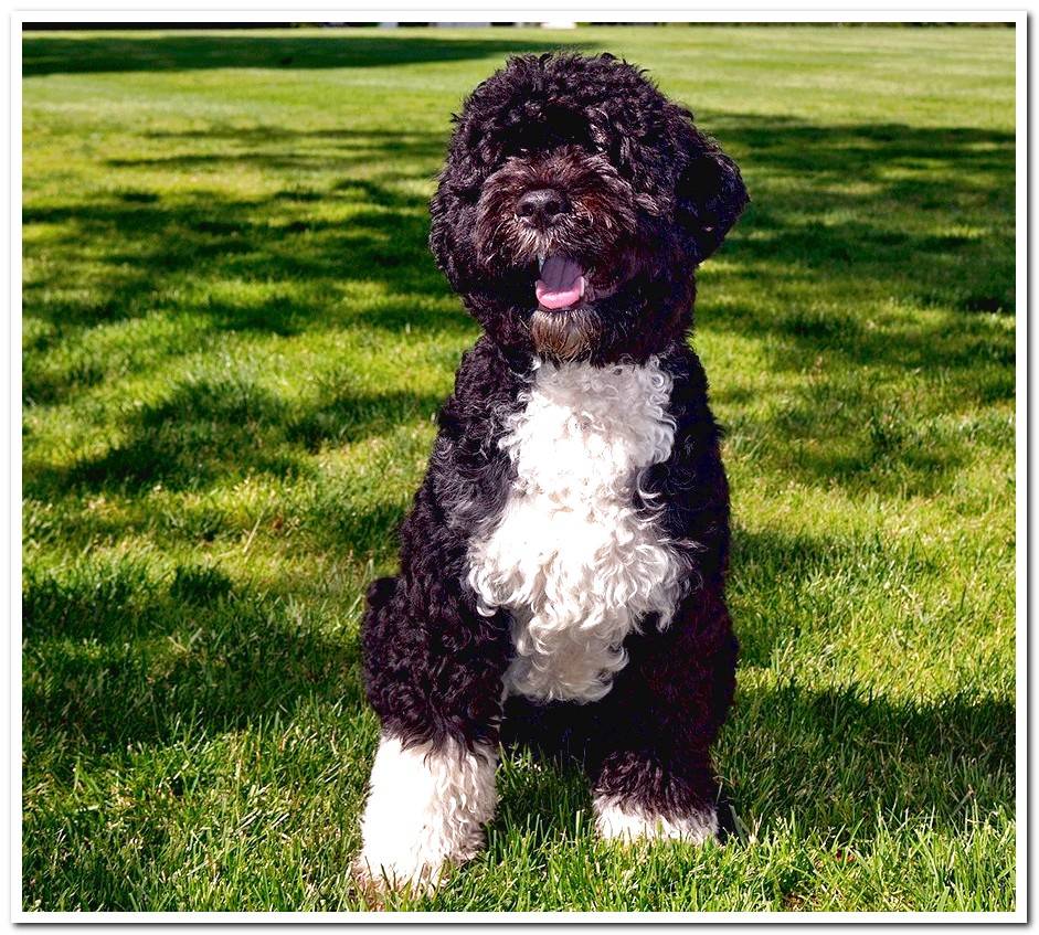 portuguese guas dog in the garden