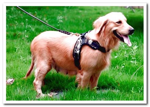 dog with classic harness