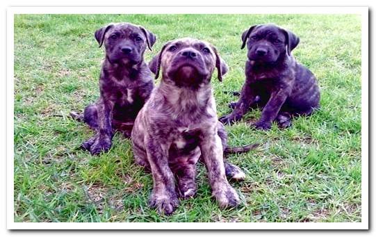 presa canario puppy