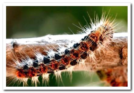 pine processionary caterpillar