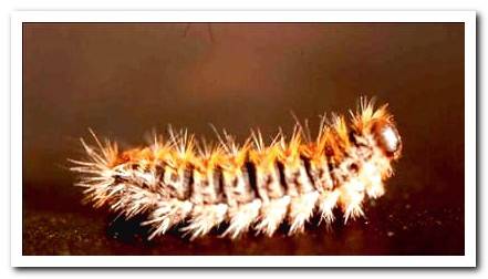 processionary caterpillar