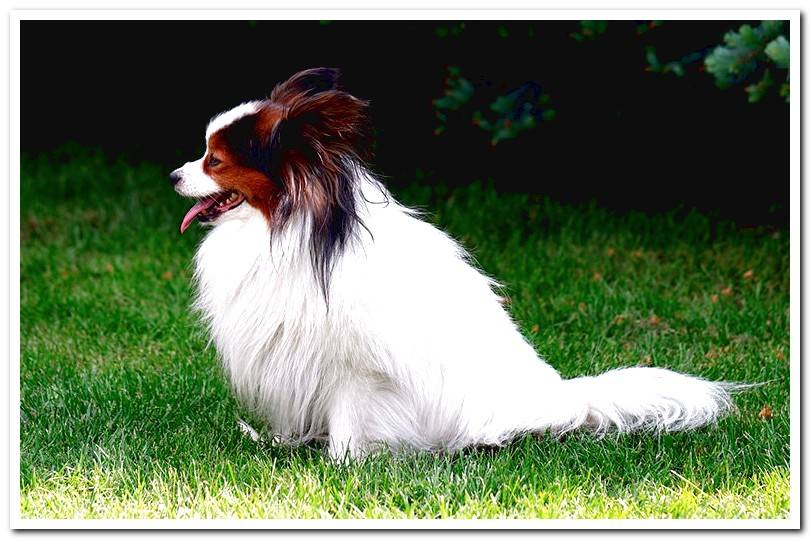 profile-of-the-breed-papillion-on-the-grass