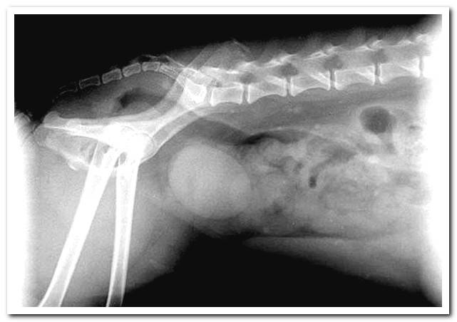 x-ray-prostate-dog