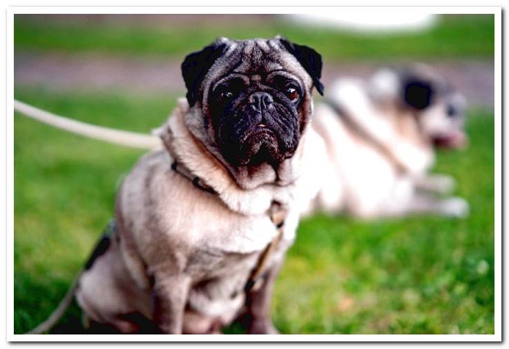 pug-breed-dog