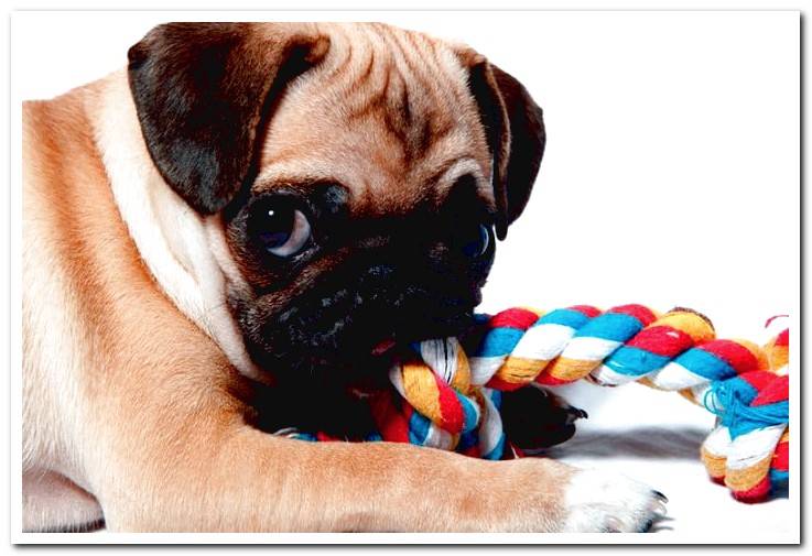 pug-dog-playing-with-a-rope-teether