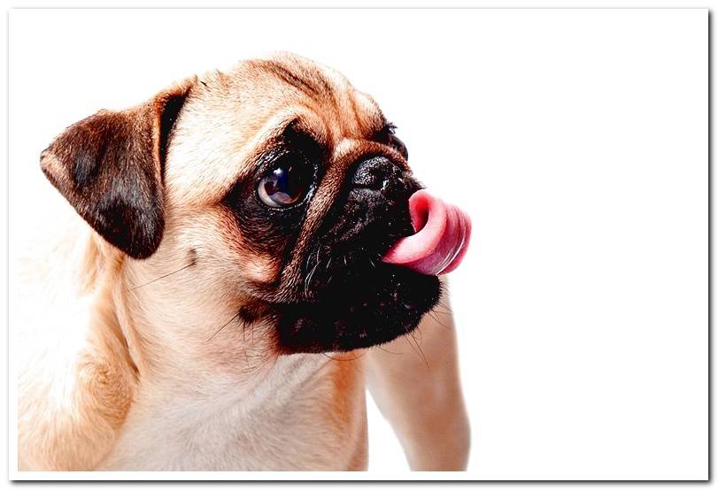 dog-carlino-licking