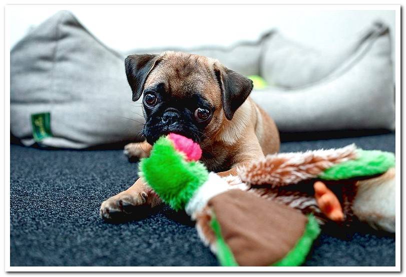 pug-puppy-playing