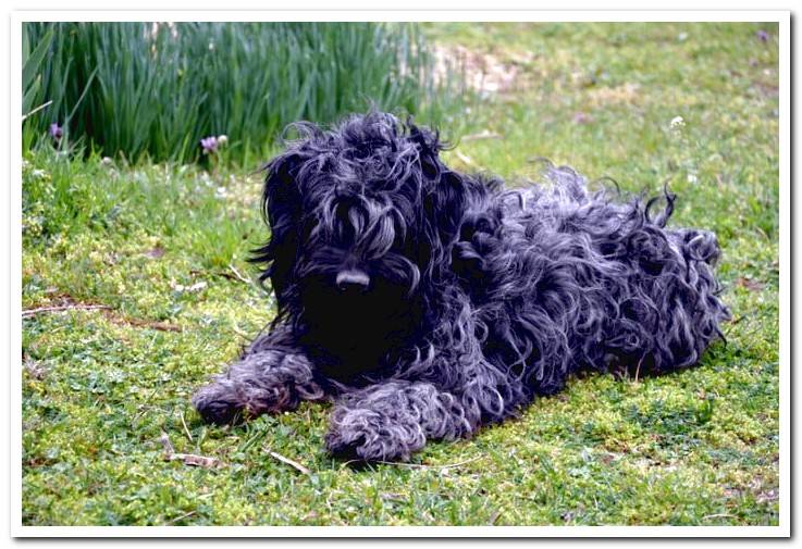 dog-puli