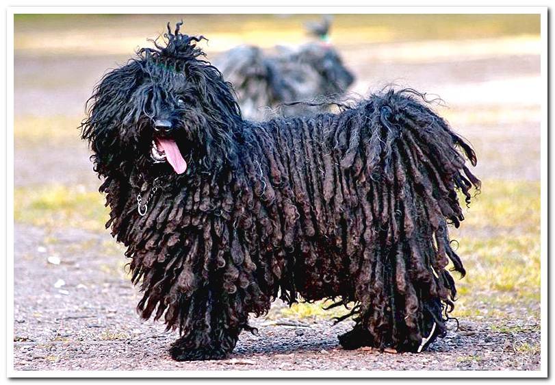 dog-puli-walking