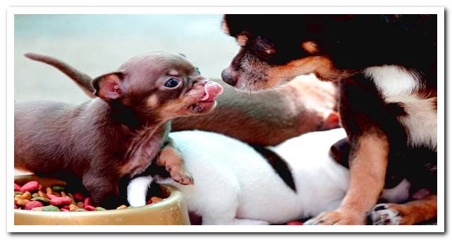 puppies eating with their mother