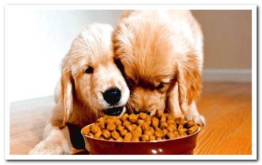 How to prevent a dog from eating anxiously