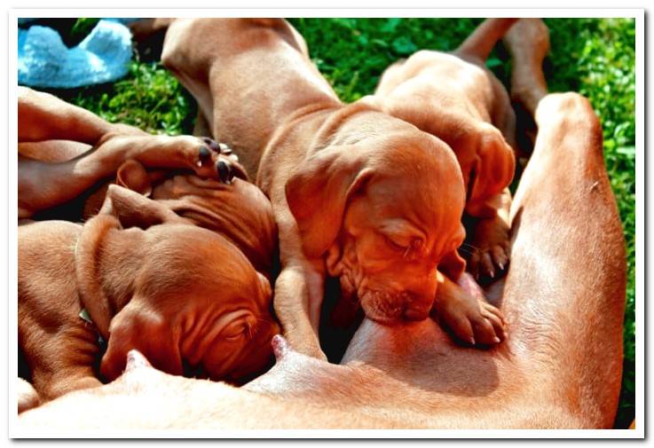 puppies-feeding-on-their-mother