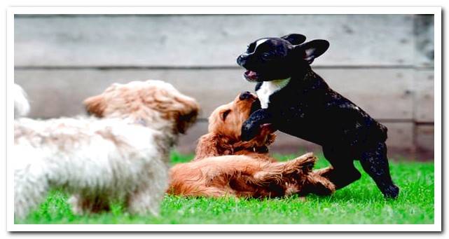 puppies playing