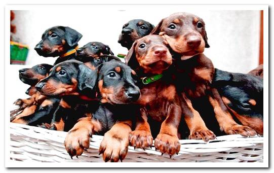 pinscher puppies