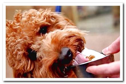 dog enjoying homemade ice cream