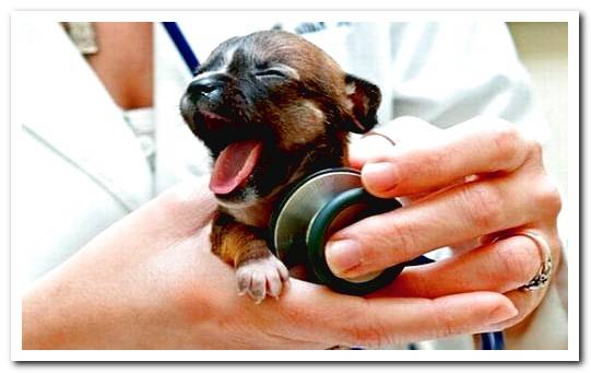 puppy at vet