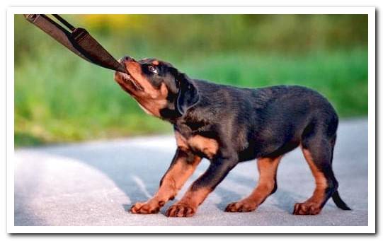 dog gnaws leash