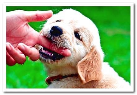 prevent a puppy from biting the hand