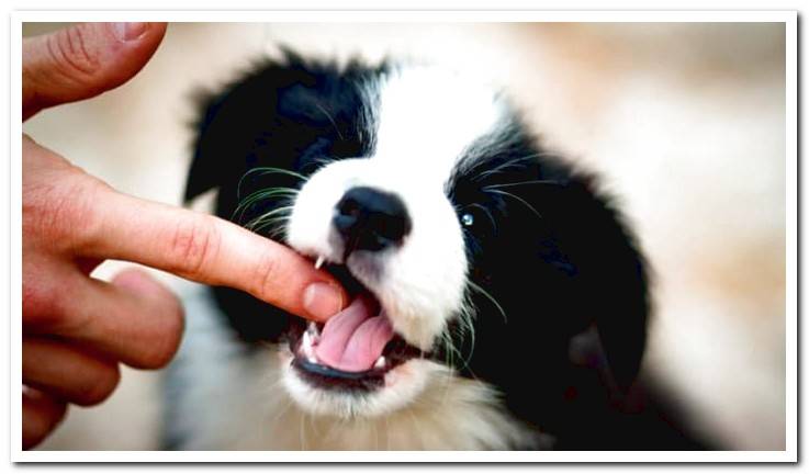 puppy-biting-one-hand