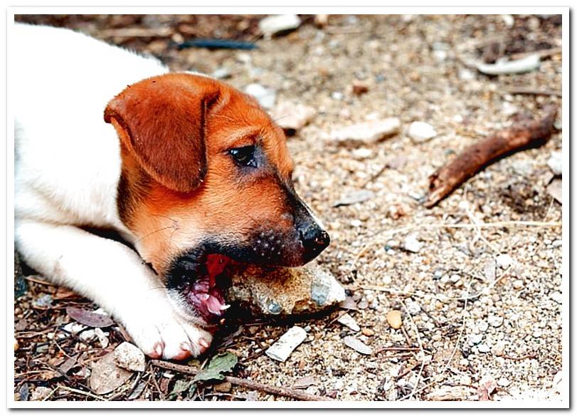 puppy-biting-a-stone