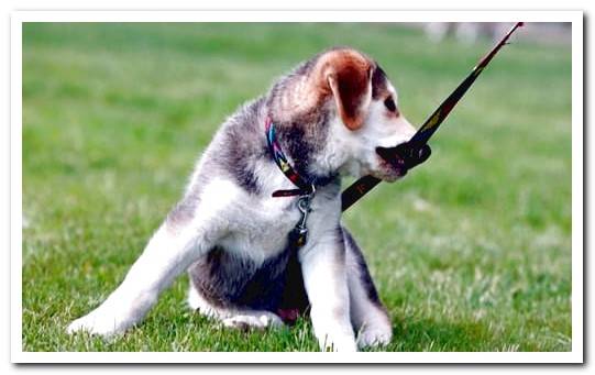 puppy biting the leash