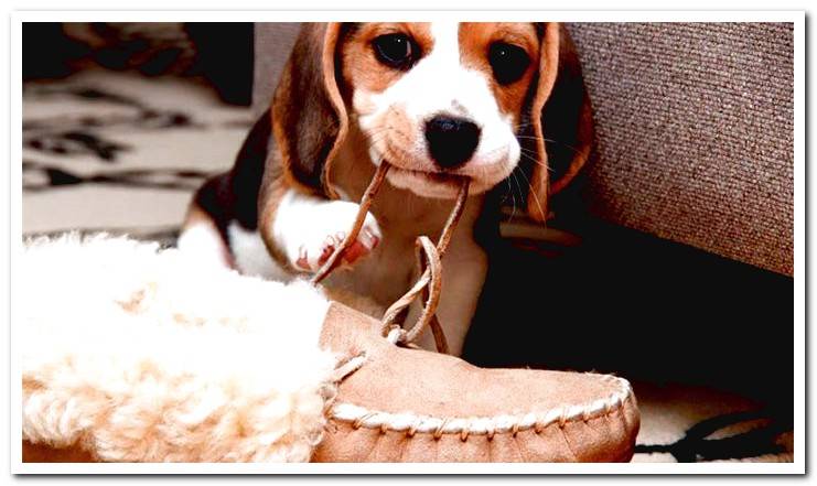 puppy biting shoelaces