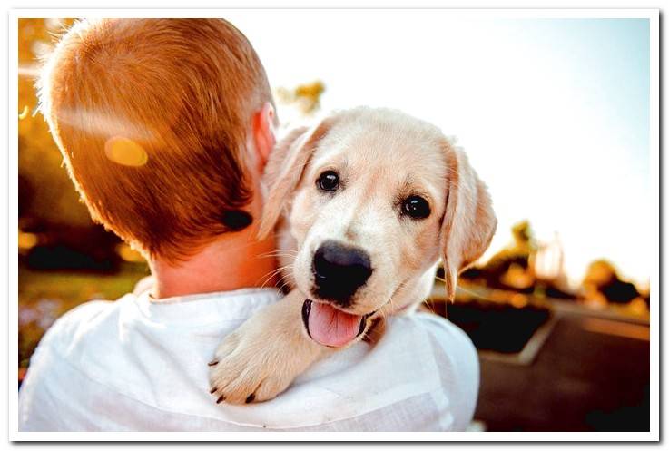 puppy-dog in-arms-of-your-human