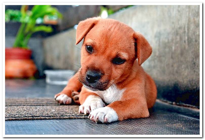 puppy-dog-lying-on-the-porch