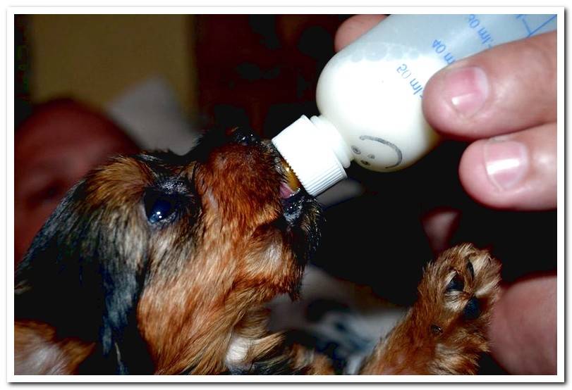 puppy-drinking-from-the-bottle