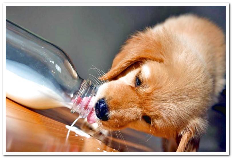 puppy-drinking-milk-from-a-bottle