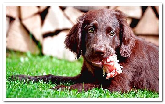 puppy eating barf