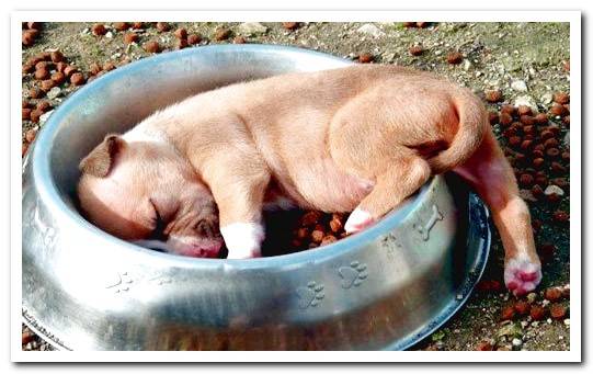 Pit Bull Puppy Napping After Eating